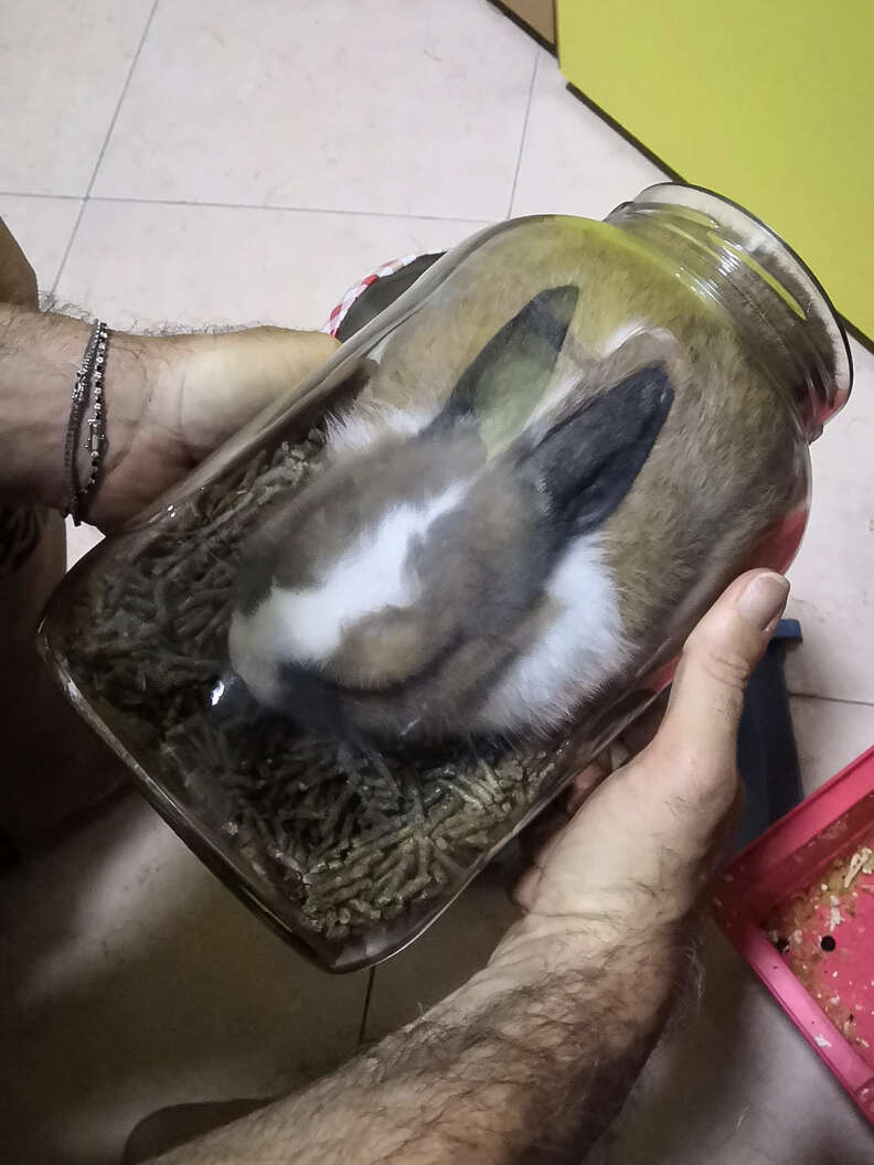 bunny stuck in jar