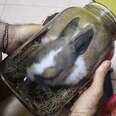 bunny stuck in jar
