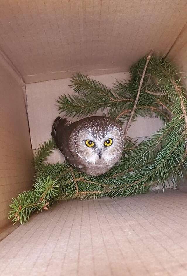 Saw-whet Owl rescued from Christmas tree