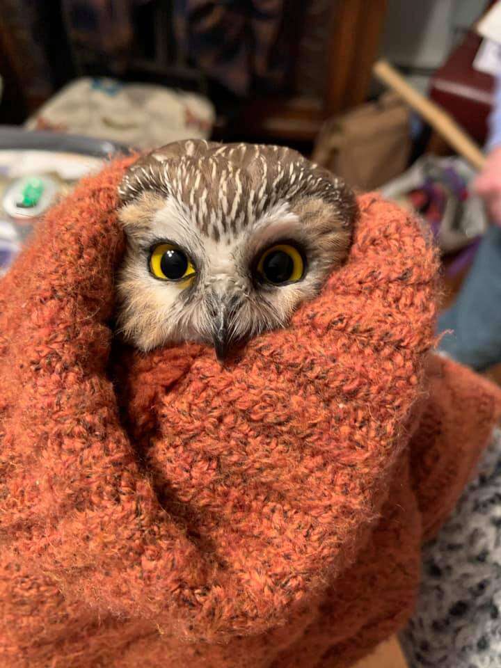 Tiny owl found in Christmas tree