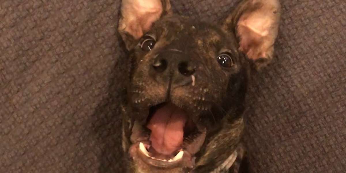Pittie Puppy Alone In A Blizzard Was Determined To Survive - Videos ...
