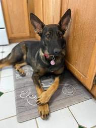 cute dog