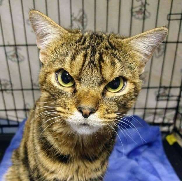 This cat's permanent angry face is hilarious