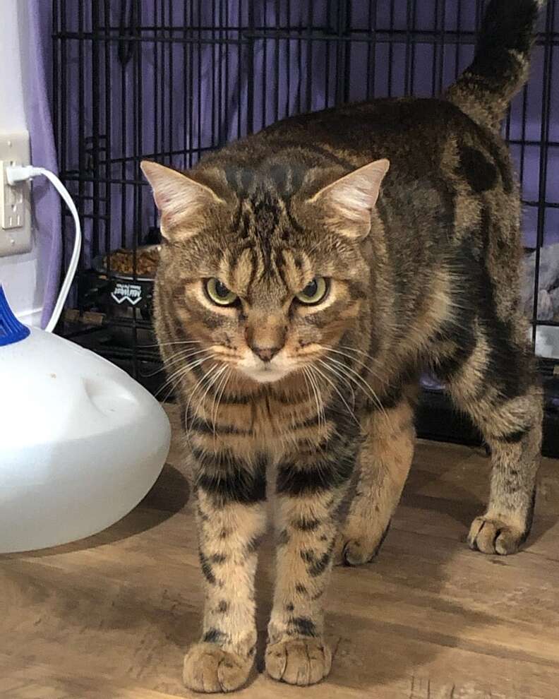 Angry cat with 'horns' is loveable 'big ball of fluff