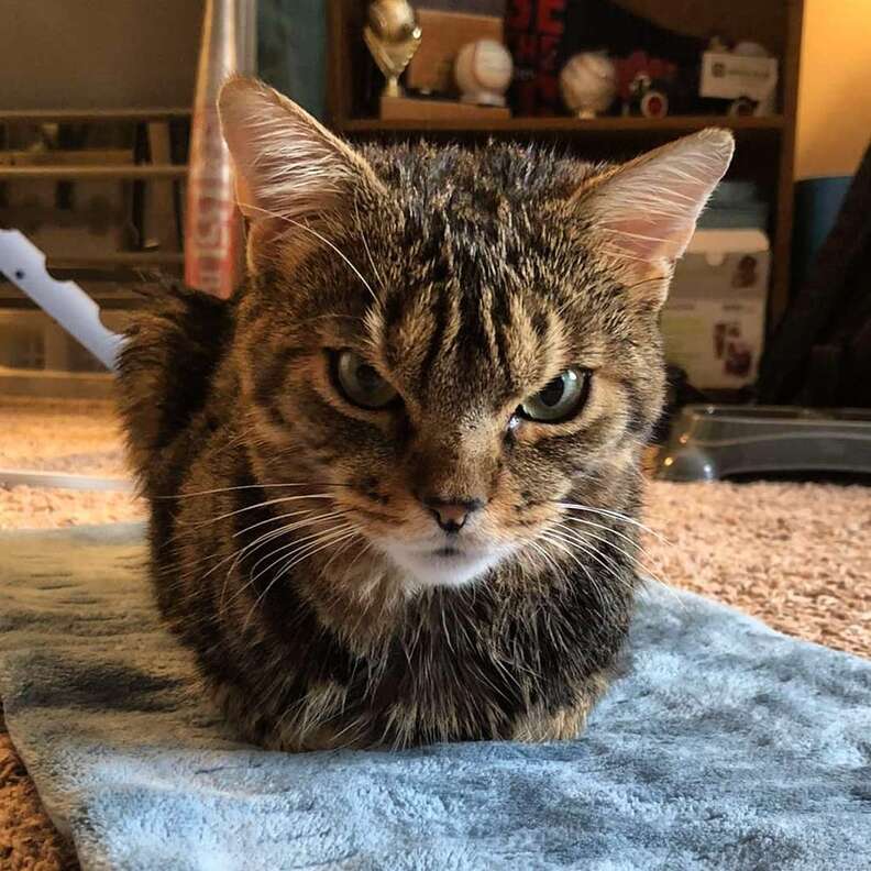 Looking with an angry face 👀 : r/cats