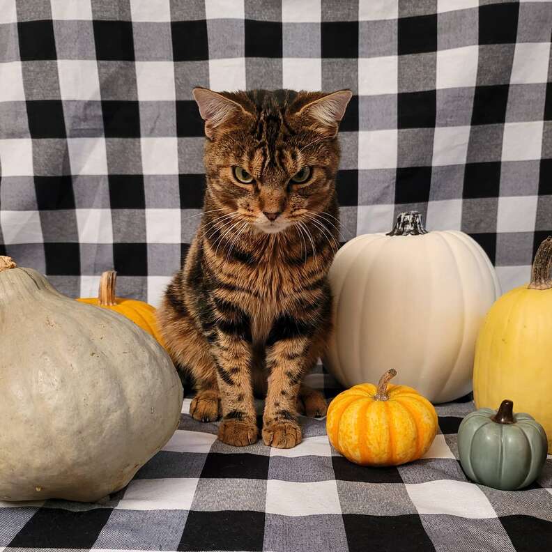 Angriest-Looking Stray Cat Is Actually A Total Sweetie - The Dodo