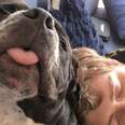 Growling Pittie Melts Into Her Foster Parents' Arms
