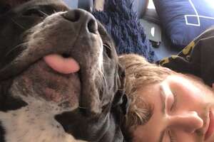 Growling Pittie Melts Into Her Foster Parents' Arms
