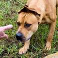 Couple Spends A Year Trying To Rescue A Stray Dog