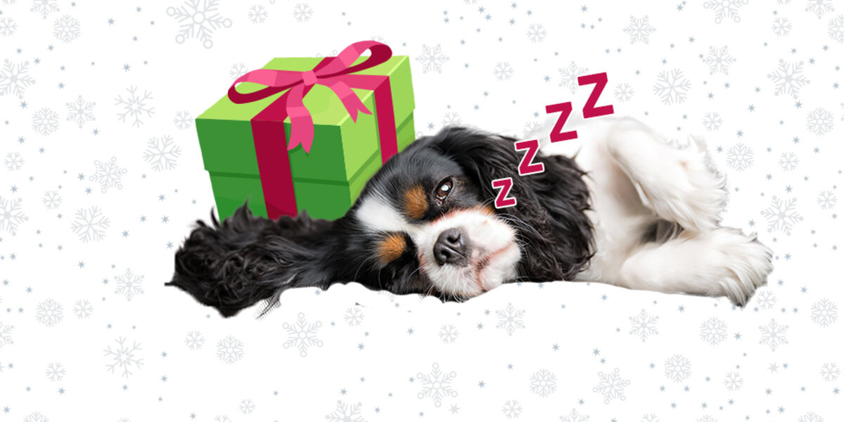 15 Dog Christmas Gifts You Can Give This Year - DodoWell - The Dodo