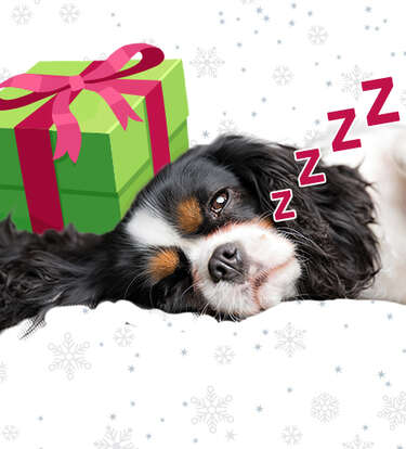 The Best Dog Christmas Gifts for 2020