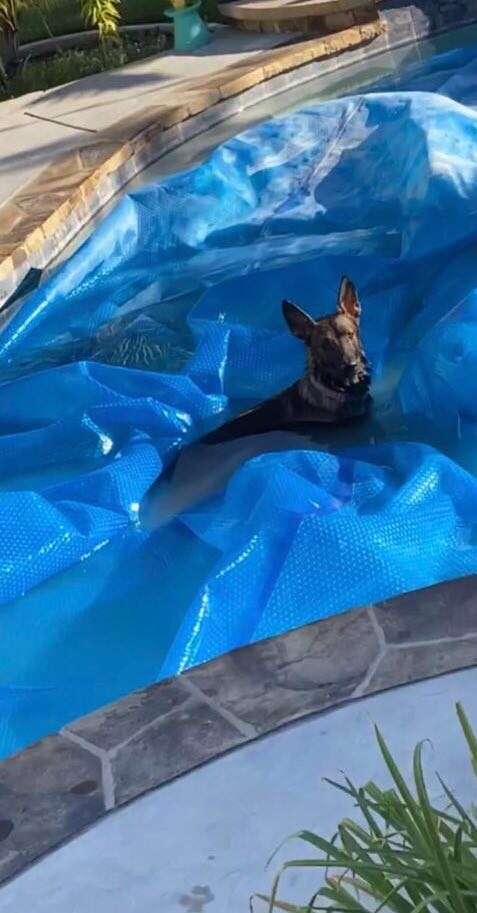 dog sneaks into pool