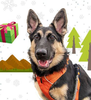 The Best Gifts For Adventurous Dogs (And Their Parents)