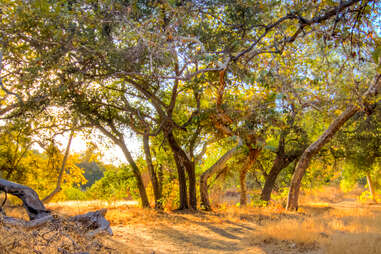 Placerita Canyon State Park