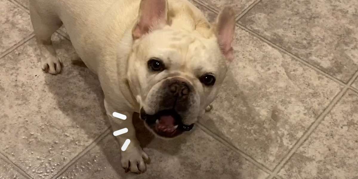 Stubborn Frenchie Hilariously Argues With Mom For 3 Hours Over Dinner ...