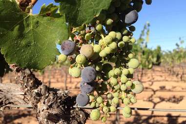 reyes winery grapes