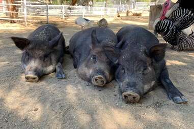 the gentle barn pigs