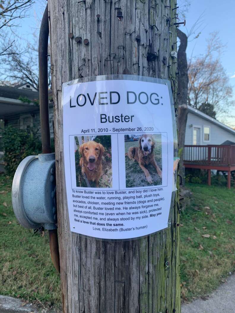 Loved dog poster on pole