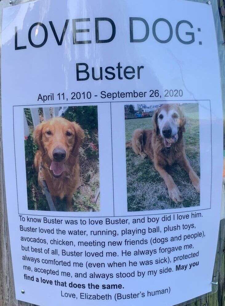 Woman finds a Loved Dog memorial poster