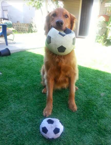 Buster the golden retriever with a soccer ball