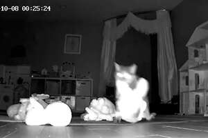 Hidden Camera Catches Cat Bringing Gifts To Her Family