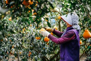 Woman picking tangerines