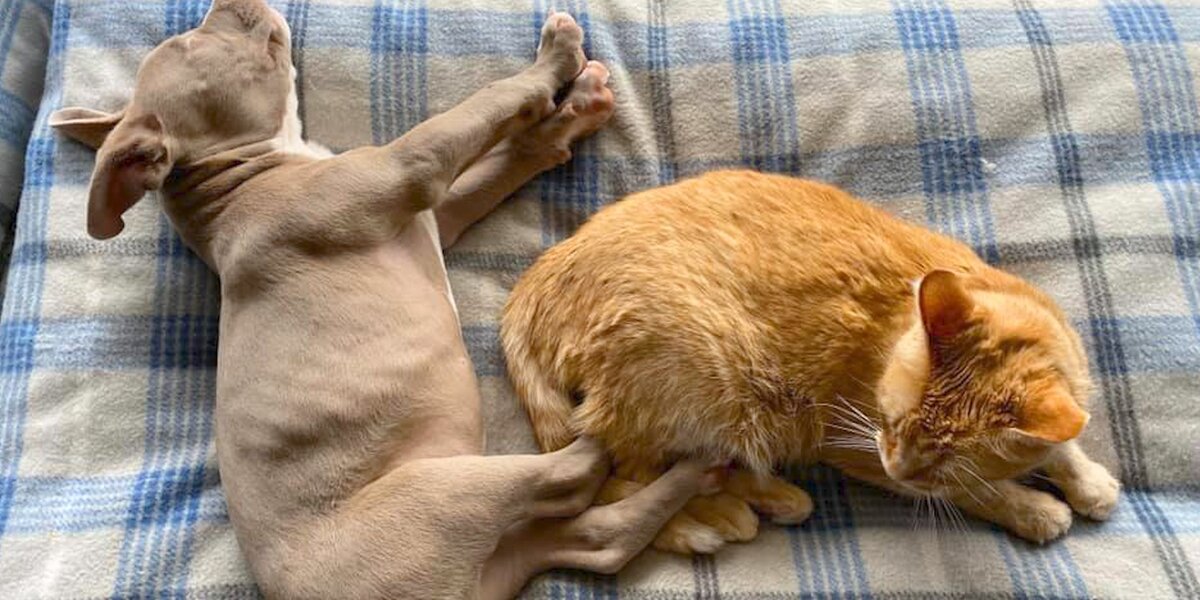 Cat Was So Heartbroken Until His Parents Adopted A Blind Pittie Puppy