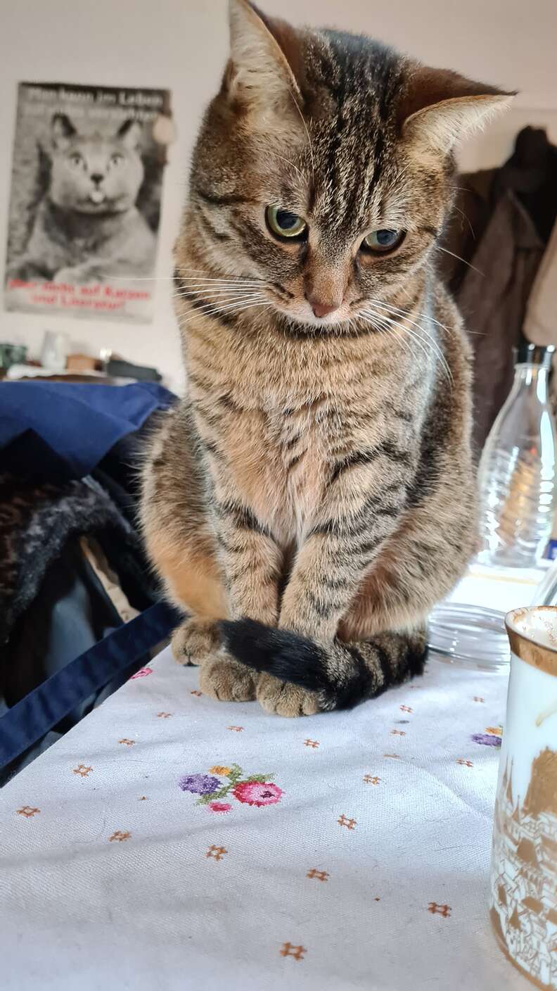 cat sits on table