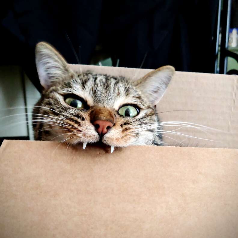 Cat Loves Knocking Things Into Trash Can The Dodo