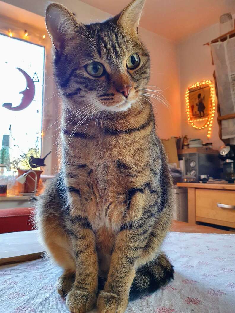 cat sits on table