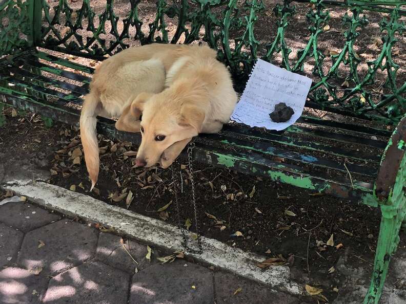 Dog left on a bench with a note