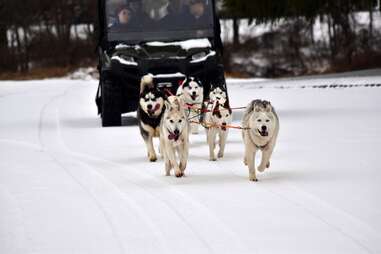 Arctic Paws Dog Sled Tours