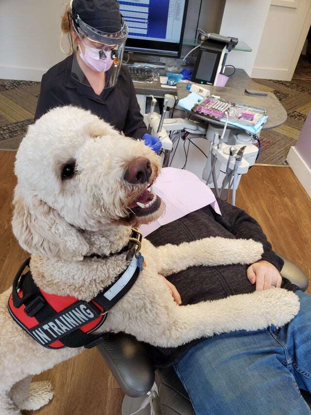 Dwight the therapy dog comforts a patient