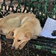 Puppy Left On A Bench With A Note Learns To Trust Again