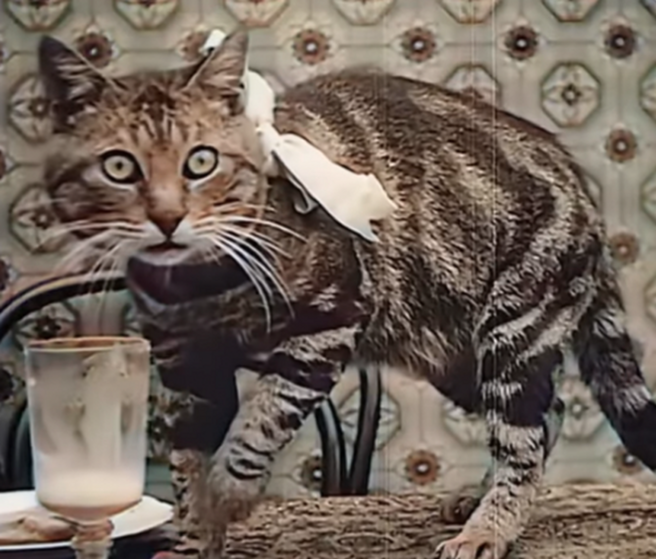 Film Clip From 1906 Proves Cats Have Always Been Cats The Dodo