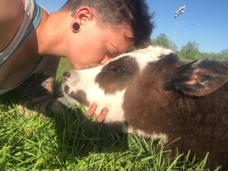 cow getting kisses