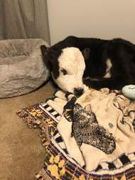 cow in the house