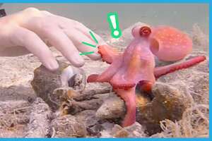 Egbert The Friendly Octopus Has A Surprise Best Friend