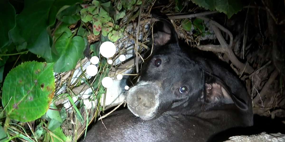 Mama Dog Tries To Tell Rescuers Something Is Wrong - Videos - The Dodo