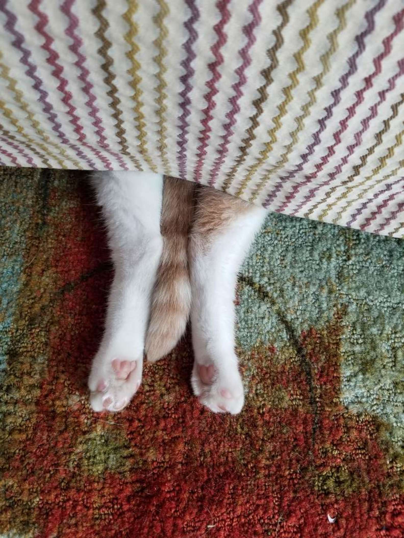 cat hiding