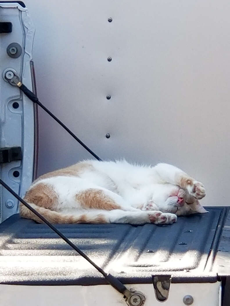 cat sleeping on truck