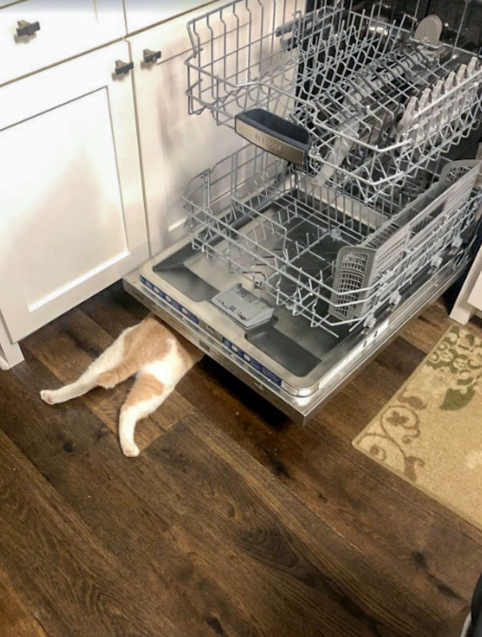 cat hiding under dishwasher