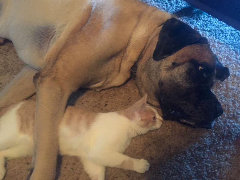 cat and dog