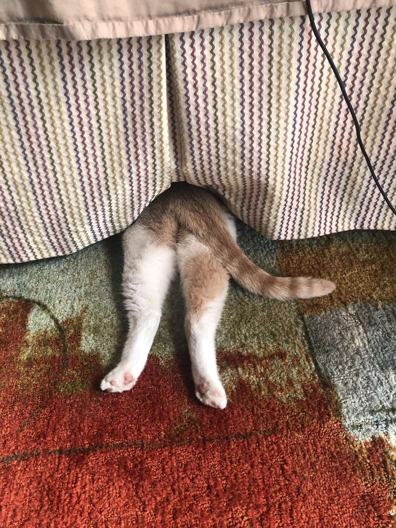 cat hides