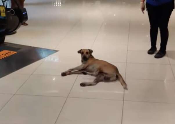 are dogs allowed inside this mall