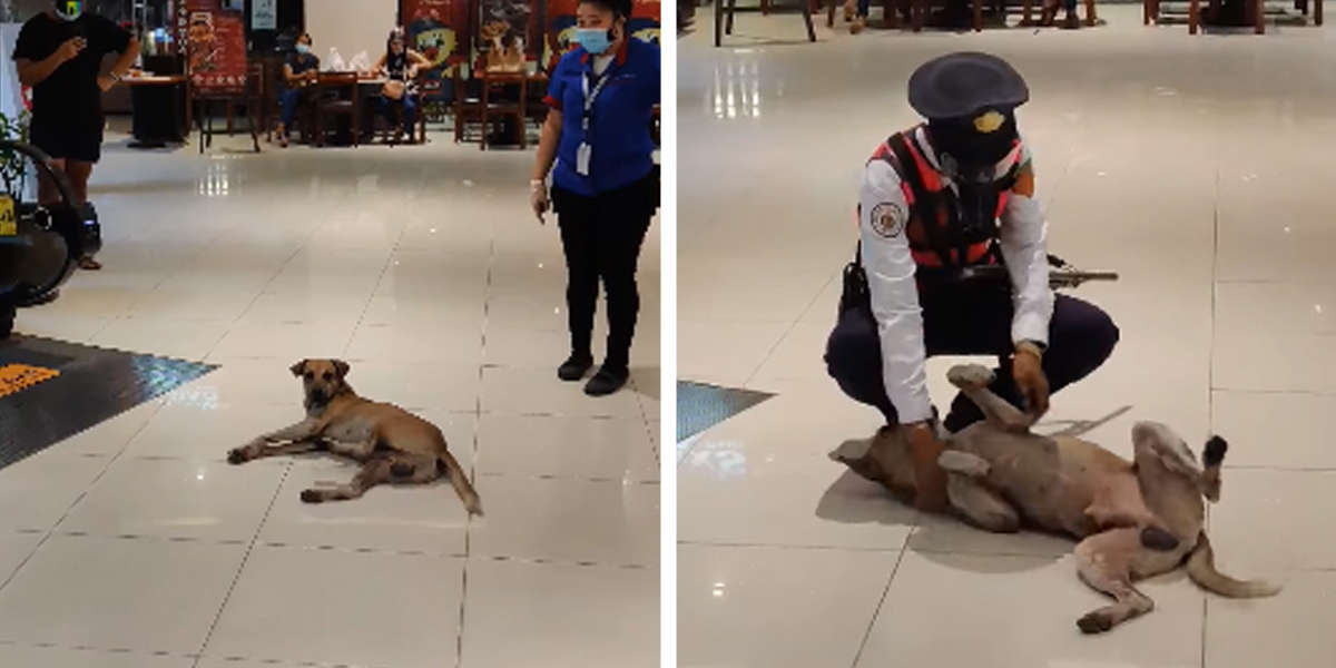 are dogs allowed inside this mall