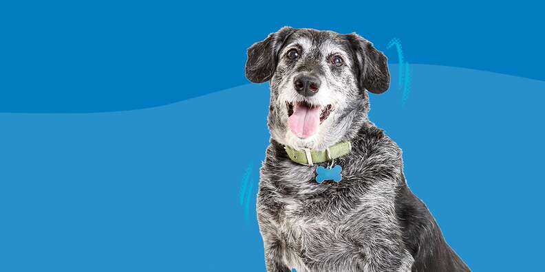 senior dog on blue background