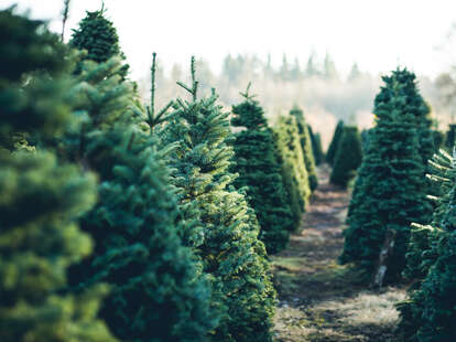 Christmas tree farm
