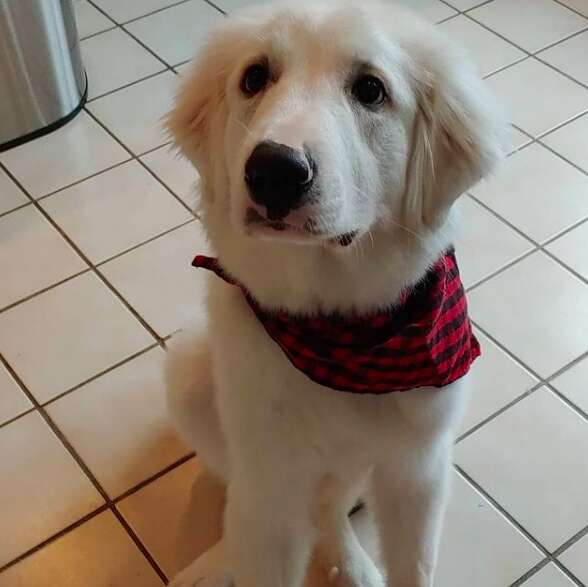 Puppy finds fire in electrical outlet