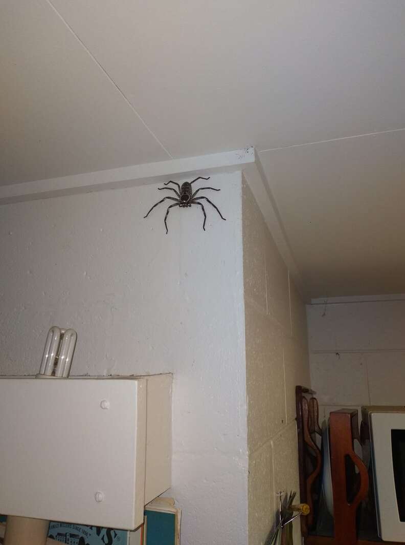 Bevoorrecht Gelijkmatig informatie Woman Shares Her Home With A Giant Spider Who Moved In One Day - The Dodo